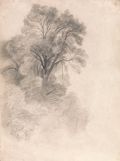 Studie von Eschen von Lionel Constable